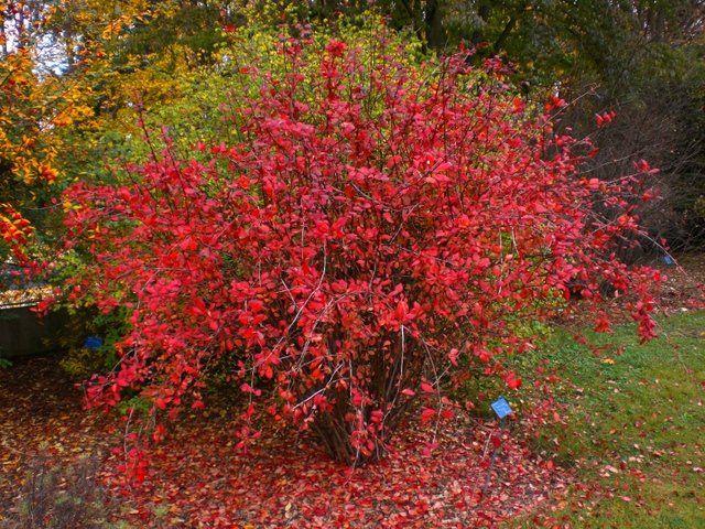Berberis koreana 'Harvest Fire' automne